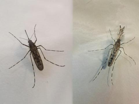 Moskítóflugan Culiseta annulata, kvenfluga til vinstri og karlfluga til hægri