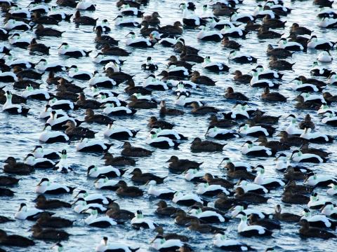 Mynd sem sýnir hóp æðarfugla við Akranes