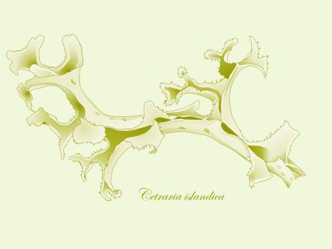 Fjallagrös (Cetraria islandica). Stílfærð teikning Anette Theresia Meier eftir teikningu Harðar Kristinssonar