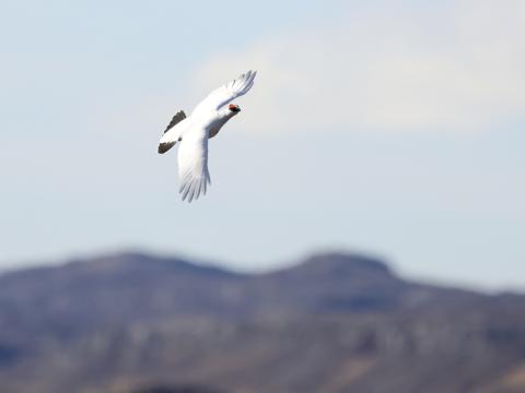 Rjúpukarri á flugi