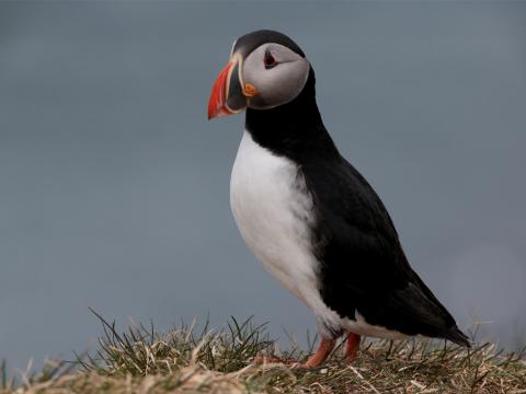 Mynd sem sýnir lunda en hann er flokkaður sem tegund í bráðri hættu (CR) á válista fugla 2025