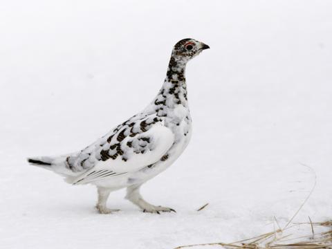 Myndin sýnir kvenfugl rjúpu á Norðausturlandi, sem er við það að forða sér 