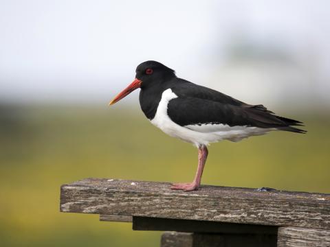 Tjaldur við Gerðasíki í Garði á Reykjanesskaga