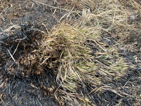 Sinubruni í Vatnsendahlíð 22. febrúar 2026. Brunnin snarrót. Mynd tekin 24. febrúar 2026. 