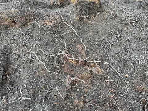 Sinubruni í Vatnsendahlíð 22. febrúar 2026. Kolaður víðir. Mynd tekin 24. febrúar 2026. 