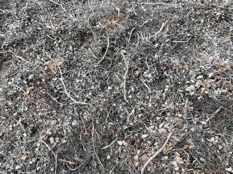 Sinubruni í Vatnsendahlíð 22. febrúar 2026. Brunnið sortulyng. Mynd tekin 24. febrúar 2026. 