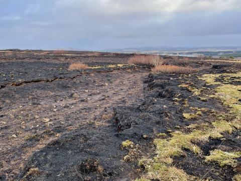 Sinubruni í Vatnsendahlíð 22. febrúar 2026. Töluvert var um lyngmóa í gömlum gróðurtorfum á svæðinu. Mynd tekin 24. febrúar 2026. 