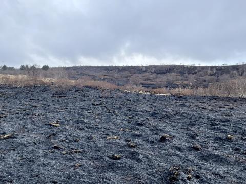 Sinubruni í Vatnsendahlíð 22. febrúar 2026. Brunninn grasríkur lyngmói með runnum og trjám austast á svæðinu. Mynd tekin 24. febrúar 2026. 