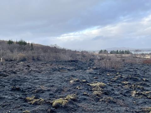 Sinubruni í Vatnsendahlíð 22. febrúar 2026. Töluverður trjágróður var á svæðinu, sérstaklega austast næst Elliðavatni. Mynd tekin 24. febrúar 2026. 