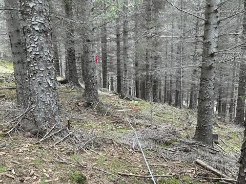 Úr sitkagreniskógi í Skorradal.