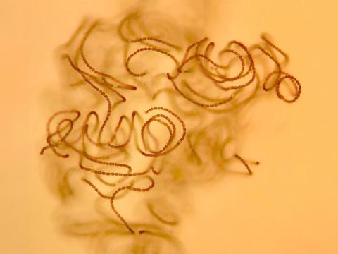 Blábakteríur úr Mývatni