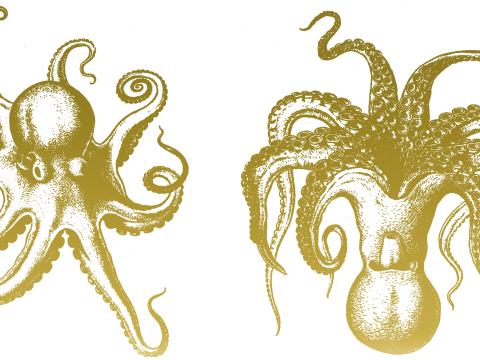 Muusoctopus sibiricus. Teikning eftir N. N. Kondakov.