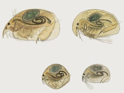 Fjórar tegundir vatnsflóa sem lifa í Mývatni 