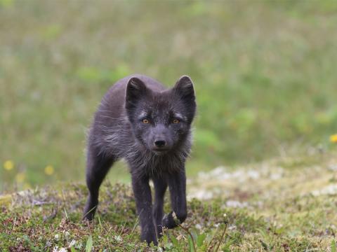 Refur á Hornströndum í júlí 2025