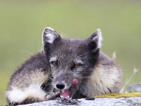 Myndin sýnir ref, fullorðna læðu af hvíta litarafbrigðinu, sem nýtur lífsins á óðali foreldra sinna án þess að bera ábyrgð á viðhaldi óðals og fæðuöflun fyrir ungviði.