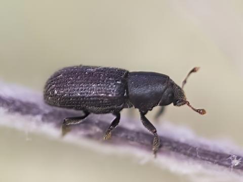 Barkarbjalla (Hylastes cunicularius)
