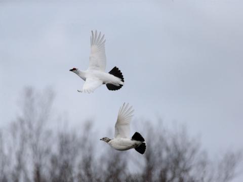 Myndin sýnir rjúpnapar á Norðausturlandi