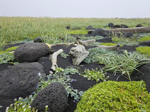 Fjörugróður á tangaflötinni á Surtsey. Fjöruarfi, blálilja, fjörukál og melgresi eru einkennistegundir tangans en ætihvönnin fannst þar ekki í sumar. 