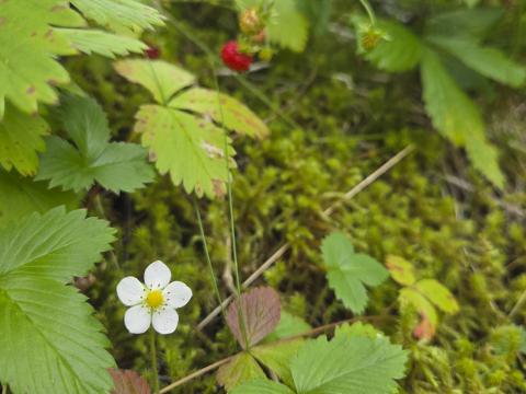 Villt jarðarber (Fragaria vesca) í Borgarfirði