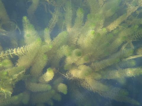 Mynd sem sýnir vatnaplöntuna síkjamara (Myriophyllum alterniflorum)