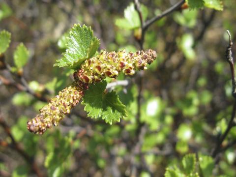 Birkirekill tilbúinn að dreifa frjóum sínum