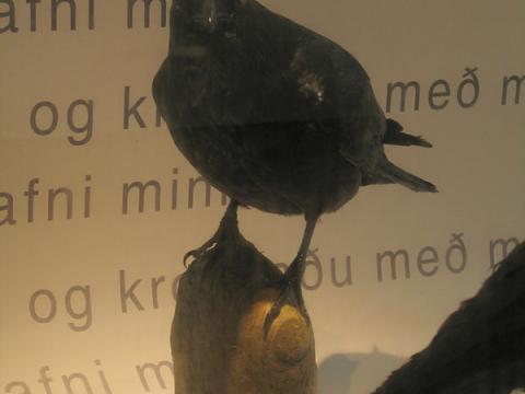 Krummi krunkar úti