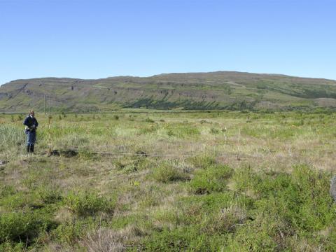 Blómríkt graslendi í gömlu lúpínulandi á vikrum í Þjórsárdal þar sem lúpína hafði hörfað að mestu eftir um 30 ára viðveru