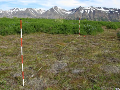 Lúpína leggur undir sig mólendi í Hrísey á Eyjafirði