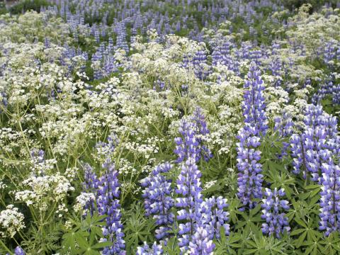 Lúpína og skógarkerfill