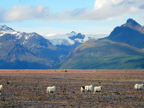 Sauðfé á Skeiðarársandi