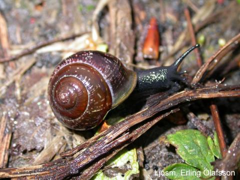 Lyngbobbi - Arianta arbustorum