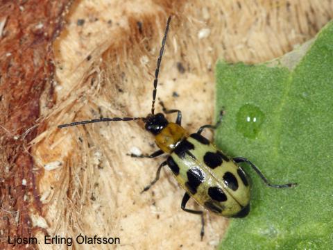 Gúrkuglytta - Diabrotica undecimpunctata