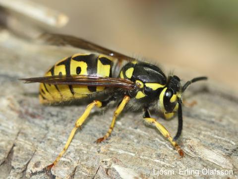 Húsageitungur - Vespula germanica