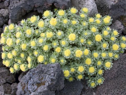 Burnirót (Rhodiola rosea)