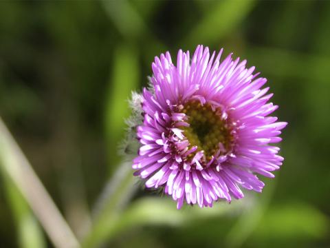 Jakobsfífill, Erigeron borealis
