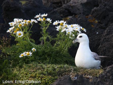 Fýll í Surtsey