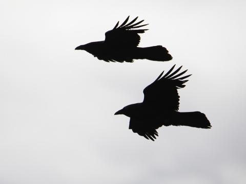 Hrafnar á flugi