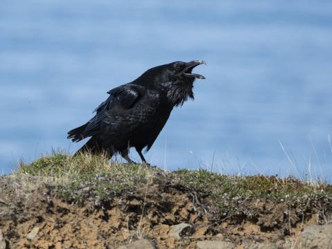  Hrafn (Corcus corax) á Höfða í Skagafirði