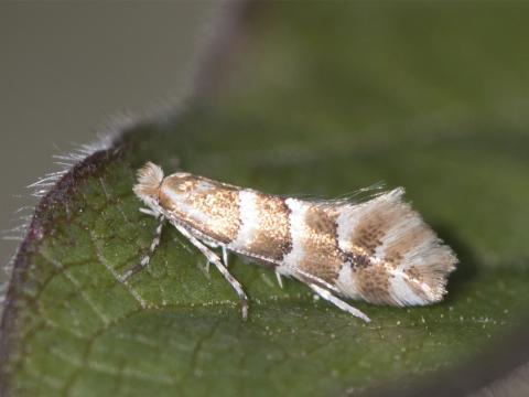 Toppagullmölur (Phyllonorycter emberizaepenellus) á blátoppi í Fossvogsdal 5. júní 2018