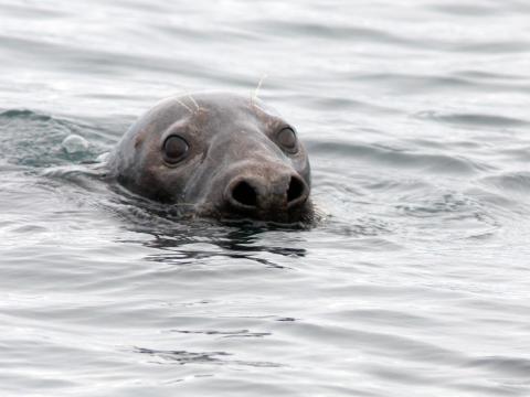 Útselur