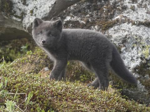 Mórauður yrðlingur á greni, um sex vikna gamall