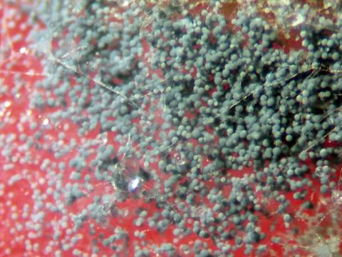 Súlufrugga, Aspergillus fumigatus, á bleiku einangrunaræti