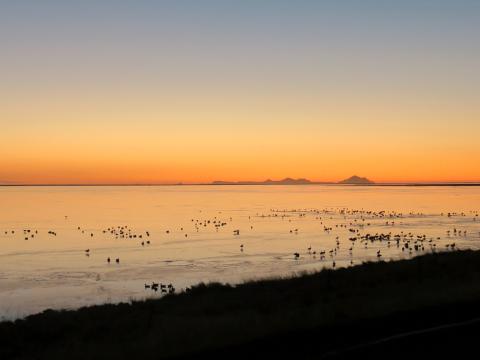 Grágæsahópur á Holtsósi undir Eyjafjöllum 