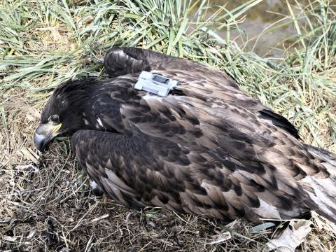 Arnarungi með gps-sendi sem mun hiljast að mestu í fiðri þegar hann fer á flug.