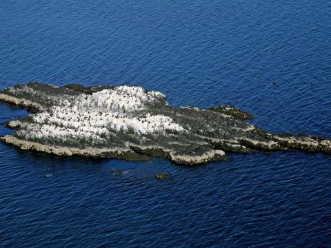 Dílaskarfsvarp í Kirkjuskeri út af stað í Reykhólasveit