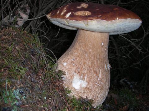 kóngsveppur, Boletus edulis