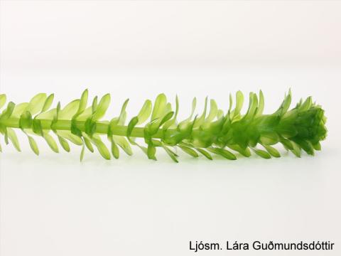 Kransarfi (Egeria densa)