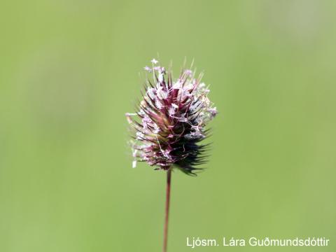 Útsprungið fjallafoxgras (Phleum alpinum)