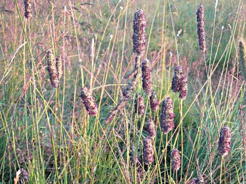 Vallarfoxgras (Phleum pratense)