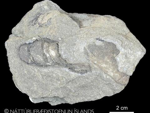 Líffar úr Tjörneslögunum. © Náttúrufræðistofnun Íslands